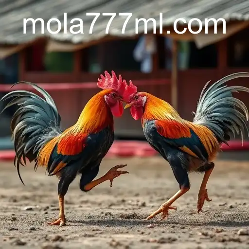 Sabong Games and the Rise of MOLA777